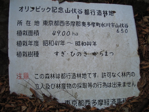 スギやヒノキの山は