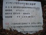 スギやヒノキの山は