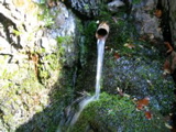 水場アリ